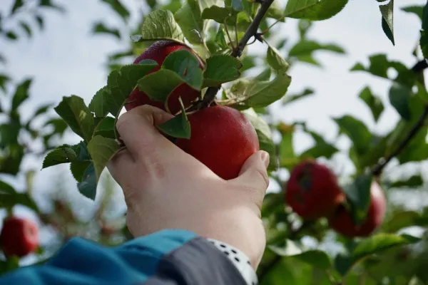 Äpfel pflücken im Alten Land