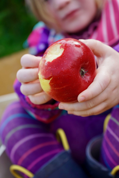 Äpfel pflücken im Alten Land