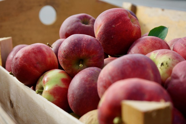 Äpfel pflücken im Alten Land