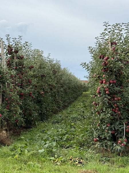Apfelbaumpatenschaft auf dem Obsthof Axel Schuback