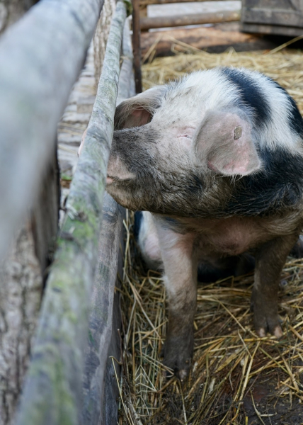 Freilichtmuseum am Kiekeberg