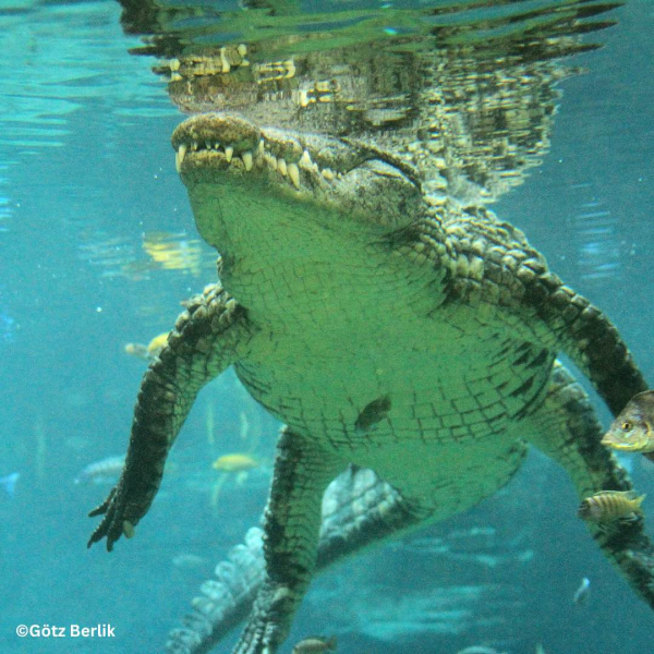 Hagenbecks Tierpark und Tropenaquarium