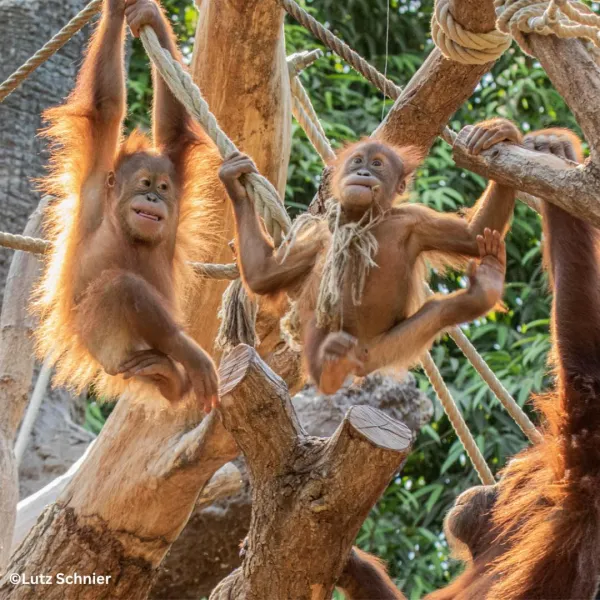 Hagenbecks Tierpark und Tropenaquarium