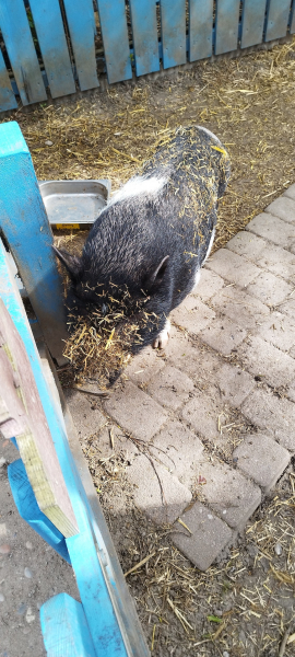 Kinderbauernhof Kirchdorf