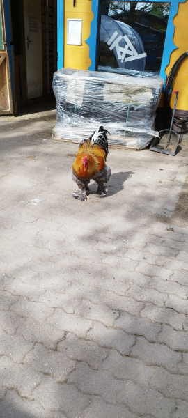 Kinderbauernhof Kirchdorf