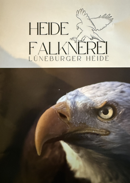 Kindergeburtstagsidee: Ein Tag als Kinderfalkner in der Heide Falknerei