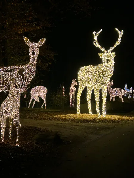 Lumagica – Lichterpark 2025 im Wildpark Schwarze Berge