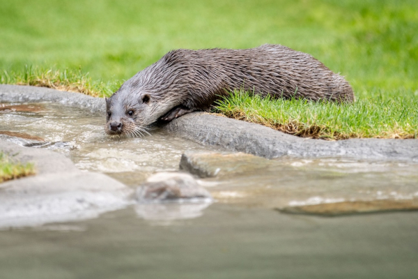 Im Wasser sind Fischotter in ihrem Element. Davon gibt‘s im neuen Ottergehege im Wildpark jede Menge.
