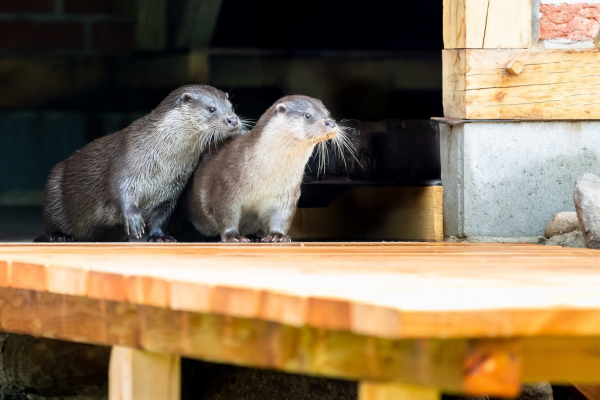 Die Fischotter Otto und Binka werfen einen neugierigen Blick auf den Steg und die Teichanlage vor ihrer Unterkunft.