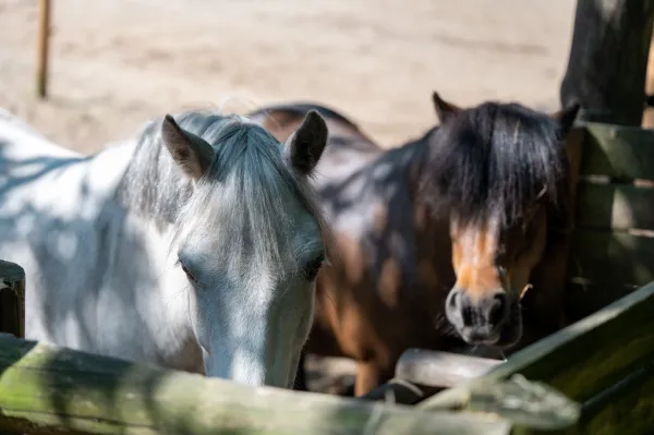 Ponyhof Meyers Park