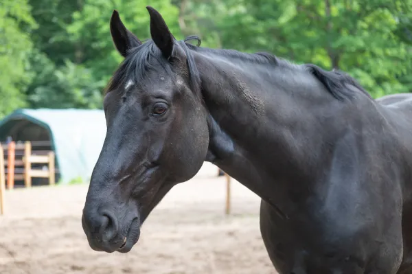 Ponyhof Meyers Park