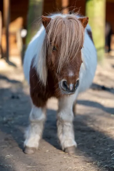 Ponyhof Meyers Park