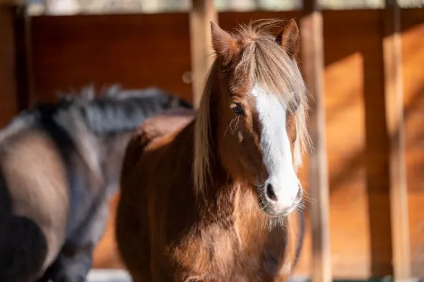 Ponyhof Meyers Park