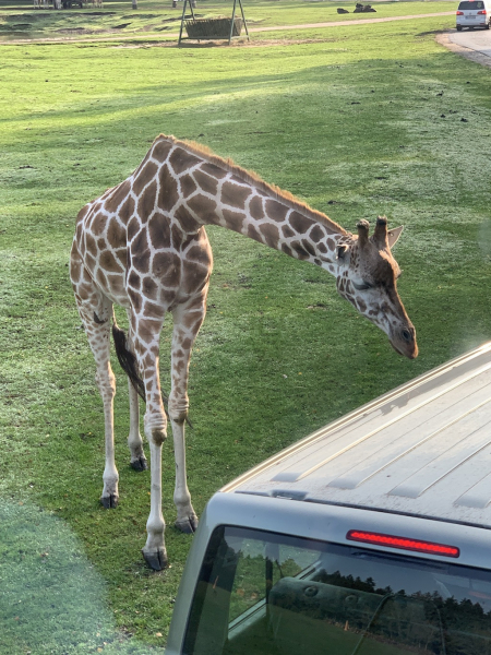 Serengeti Park Hodenhagen