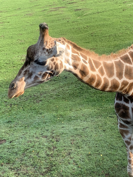 Serengeti Park Hodenhagen