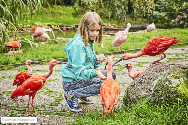 Weltvogelpark Walsrode