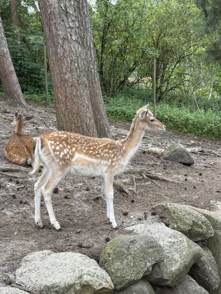 Wildpark Lüneburger Heide