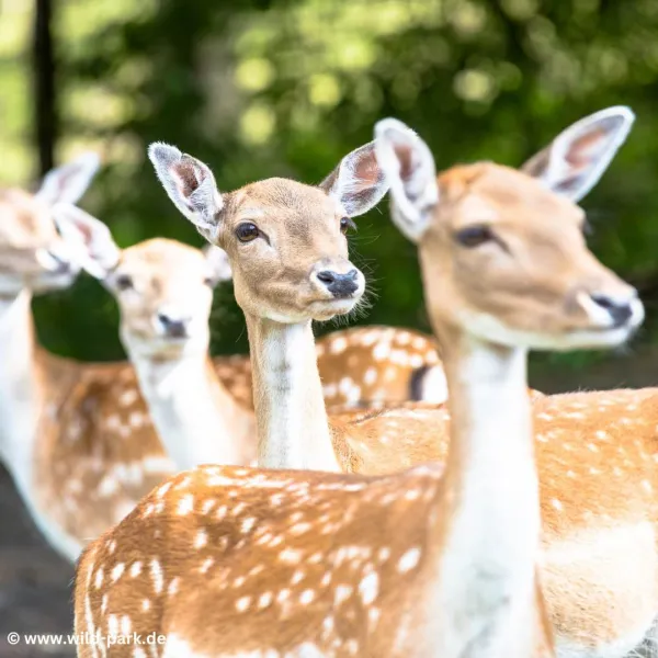Wildpark Lüneburger Heide
