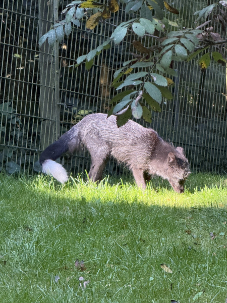 Wildpark Schwarze Berge