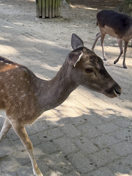 Wildpark Schwarze Berge