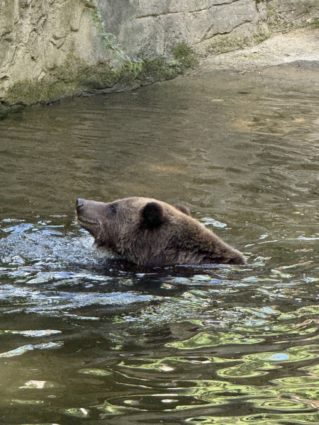 Wildpark Schwarze Berge