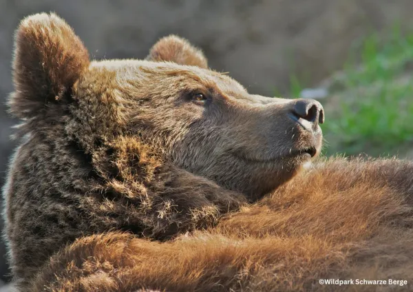 Wildpark Schwarze Berge