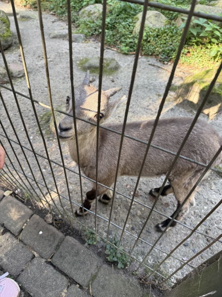 Wildpark Schwarze Berge